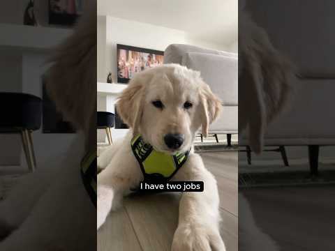 Discover the Top Web Stressers in the USA: English Language Services