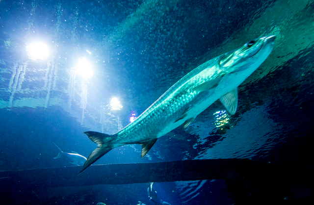 gta v online casino heist payout